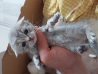 Uyguna Verilecek Scottish Fold