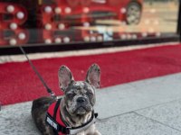 5 aylık dişi Merlin French Bulldog