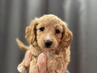 Bebek yüz maltipoo yavrular