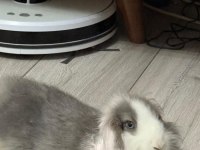 SAĞLIKLI BAKIMLI LOP TAVŞANI 4 AYLIK