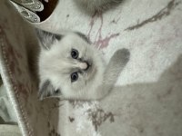 Dişi ve erkek 2 tane yavru british shorthair