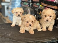 Çok özel wc eğitimli kore maltipoo
