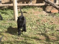 Koyu maskeli hırslı malinois yavrular