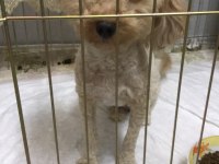 1.5 yaşında dişi poodle