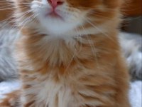Full şecereli maine coon ünvanlı ebeveynlerden