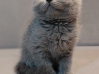 British shorthair erkek yavrumuz