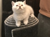 Scottish Straight ve Scottish Fold