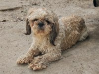 Maltese Terrier ve Shih-Tzu
