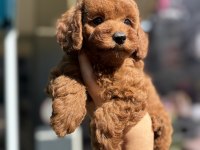 Toy Poodle Prenses