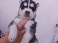A kalite husky bebekler