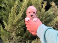 Her Renk Maltipoo Yavrumuzu Canlı Görebilirsiniz