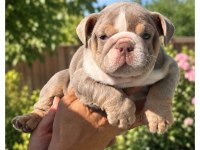ÜST DÜZEY ŞECERELİ İNGİLİZ BULLDOG YAVRULAR