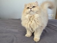 British Longhair Kedilerim