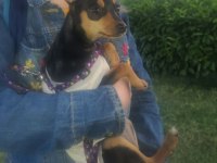 Minyatür pinscher yavrularımız sahiplendirilecek