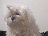 Orjinal Korea Maltese 5 Aylık Dişi
