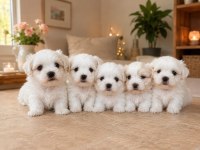 0 Numara Maltese Bebekler