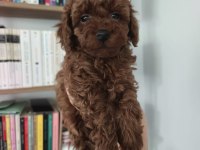 2 aylık aşıları tam tuvalet eğitimli tüy dökmeyen poodle