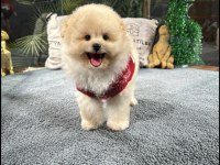 MUHTEŞEM TATLILIKTA MALTİPOO YAVRUMUZ