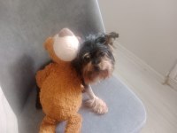 Sevimli dost yorkshire terrier