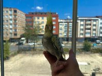 Ev Üretimi Sultan Papağanı Yavruları 5 & 3.5 Aylık