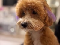 1 yaşında tuvalet eğitimli sütlü karamel renk maltipoo