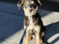 4 aylık rottweiler