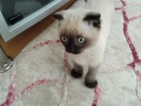 Scottish fold kedimiz duman yeni sahiplerini arıyor