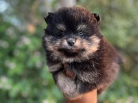 Tamamen yurt dışı kanı orjinal pomeranian boo yavrular