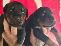 FCI Şecereli King Doberman Yavrular