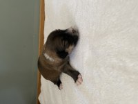 Emzikten kesilince gönderim yapılacak köpekler