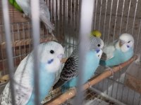 20 günlük kırık jumbo muhabbet kuşu yavrular