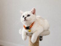 Orijinal Safkan British Shorthair