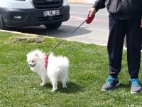 Beyaz pomeranian 15 aylık oğlum