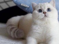 British shorthair dişi