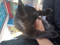 Yavru maine coon gözler yeşil