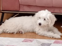 7 aylık maltipoo aşıları tam çipi var temel eğitimi var