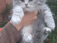 2 aylık İnanılmaz sevimli oyuncu scottish fold / straight
