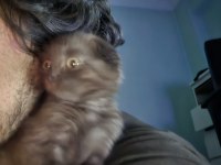 3 aylık Scottish Fold (kıvrık kulaklı) Kahverengi