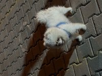 4 yaşında eğitimli pomeranian