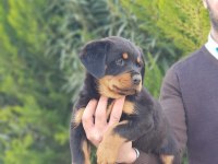 Koca kafa rottweiler yavrularımız
