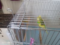 3 yavrusuyla birlikte satılık takım muhabbet kuşu