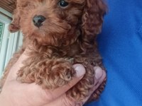 Toy poodle bebekler ev üretimi safkan Kore kan Çorlu