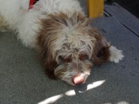 Köpeğimi çok uyguna sahiplendirmek istiyorum