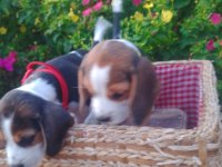 Elizabeth Beagle yavrular