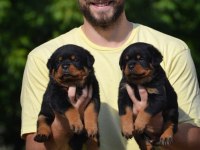 Rottweiler bebekler sağlık ve ırk garantili teslim