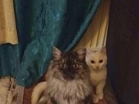 1 yaşında british longhair kızlar yeni yuvalarini ariyor