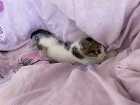 ÜCRETSİZ SAHİPLENDİRME KEDİMİZ
