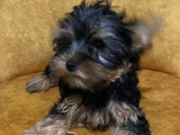 3 aylık dişi yorkshire terrier yavrular