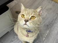 British Shorthair Kedimizi Sahiplendiriyorum Ücretsiz