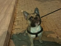 1 Yaşında Fawn Erkek French Bulldog